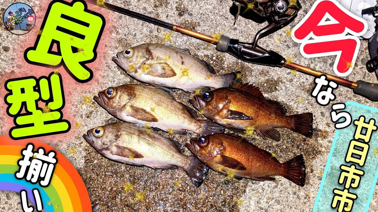 2月中旬釣行🎣釣るなら今だ☝️✨釣れたら全て良型で食べても美味しい最高です😋🍽