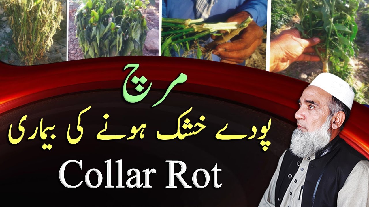 How to manage collar rot disease of chilies | Crop Reformer