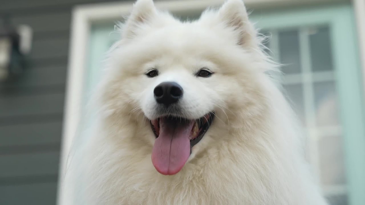 Meet Marshmallow, Richmond's official dog ambassador for 804 Day festival