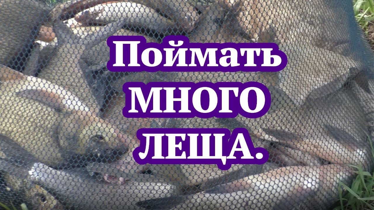 Поймать много леща.