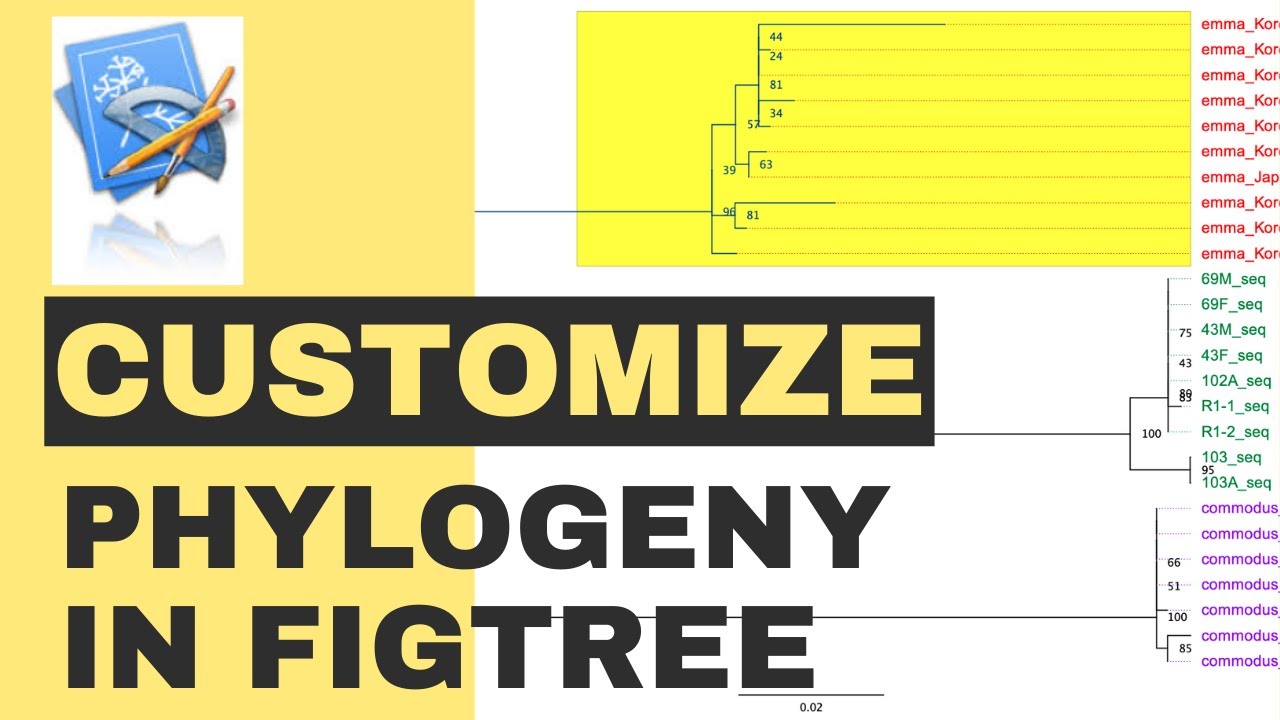 Customize your phylogenetic tree with FigTree
