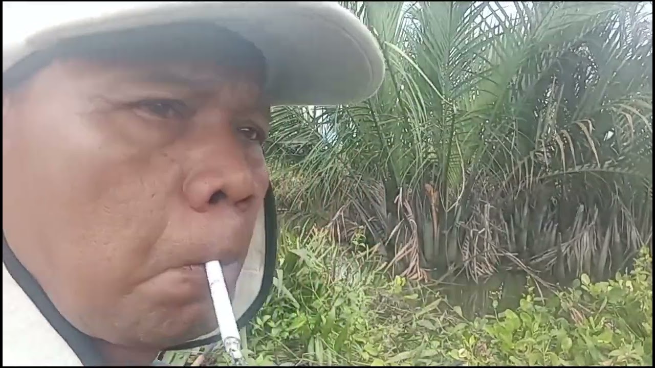 TEMPAT SPOT RAWA BUAYA DI JADIKAN LAHAN SAWIT, 