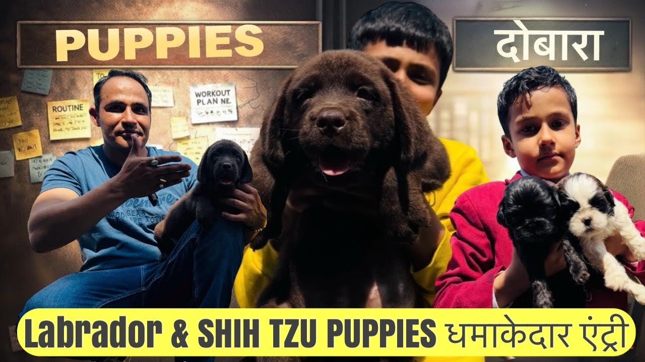 Labrador & Shih Tzu Puppies धमाकेदार Entry 🐶🔥 | All Colors Available | Don’t Miss!