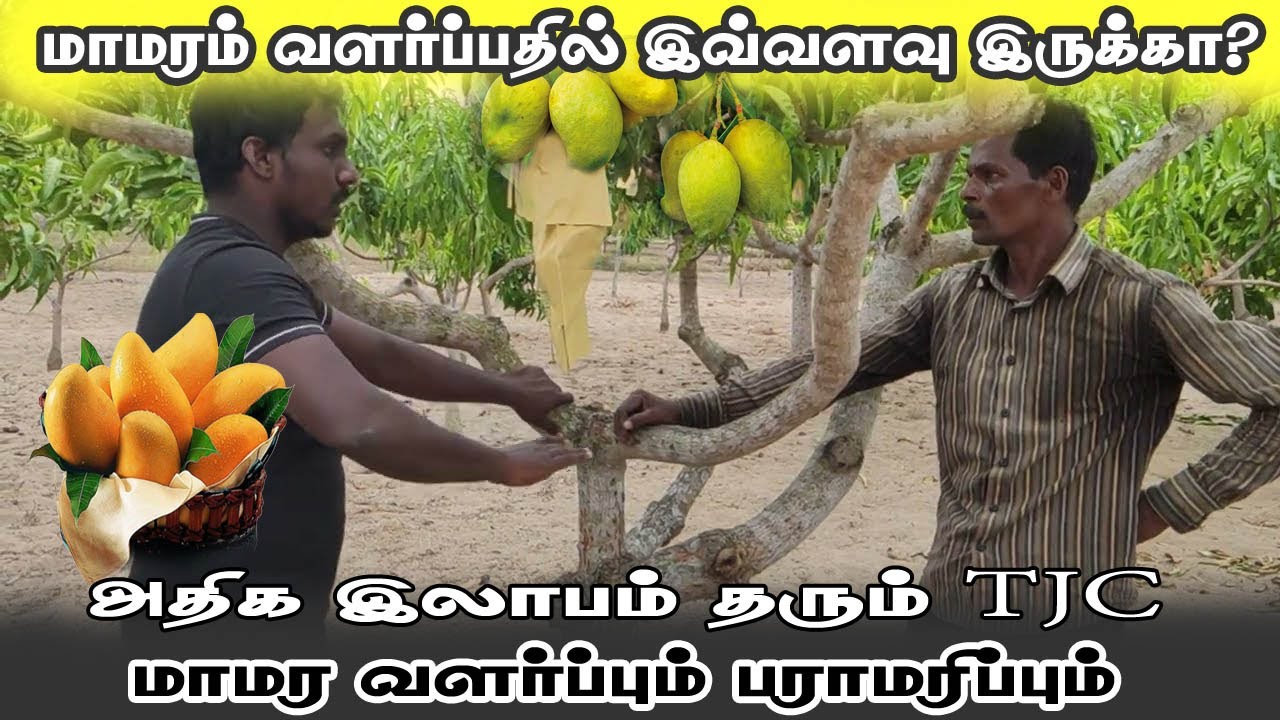 தொம்னேசியே|tjc mango cultivation In tamil#farmingvideos @Thevaraj Info