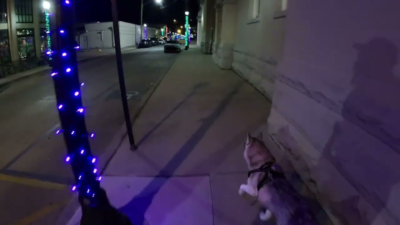 Dog Walking 