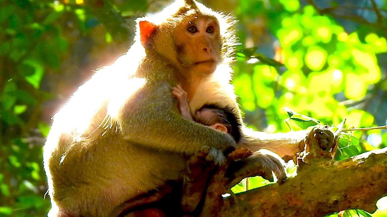 Jazzy Gently Hugs Baby Jiva on a High Tree as They Nap Together