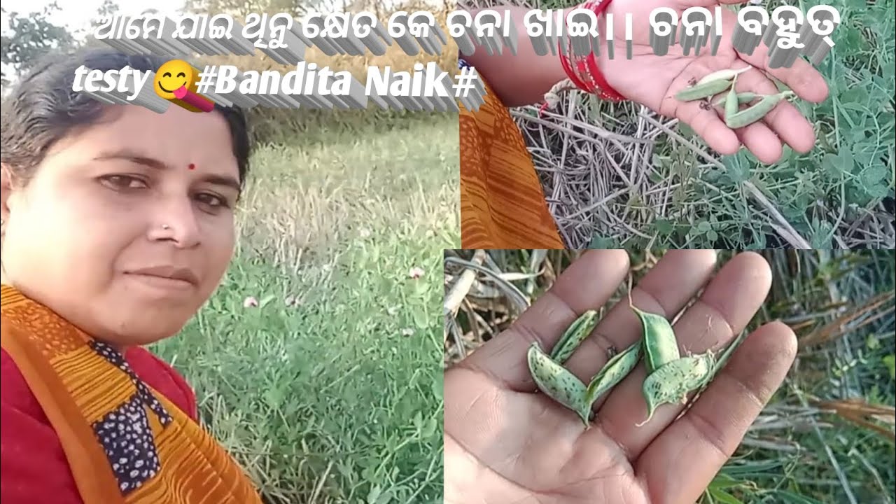 ଆମେ ଯାଇ ଥୀନୁ କ୍ଷେତ କେ ଚନା ଖାଇ।।ଚନା ବହୁତ୍ testy 😋#Bandita Naik#