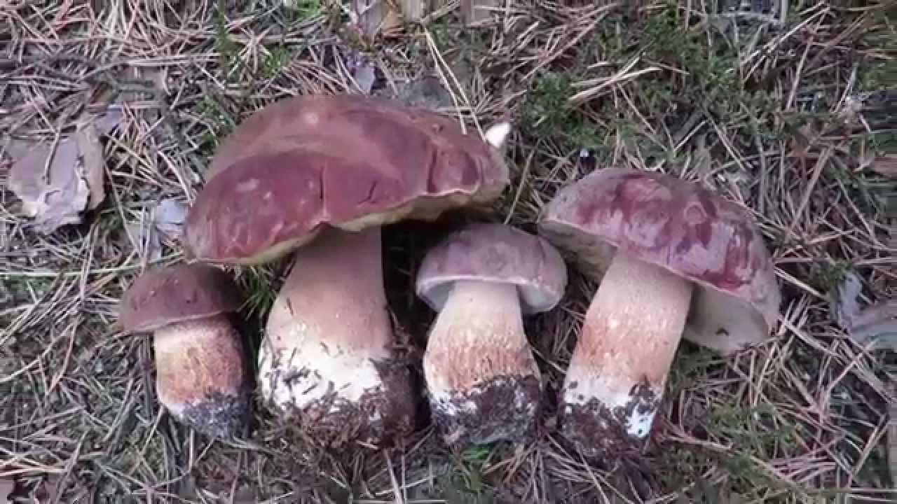 Borowik sosnowy (Boletus pinophilus) 2015