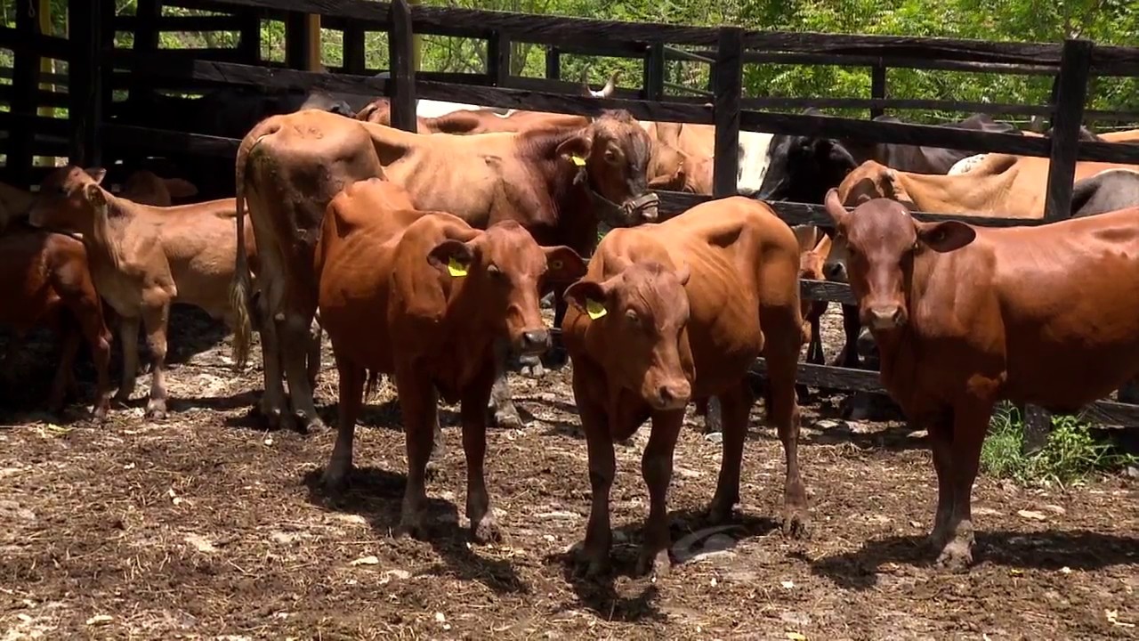Posibles cruces con la raza senepol | La Finca de Hoy