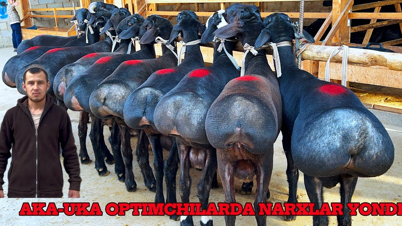 ARASHAN QOZINI ZORLARI KELDI QOCHQOR NARXLARI ESA JIDA GO’ZAL BO’LDI 