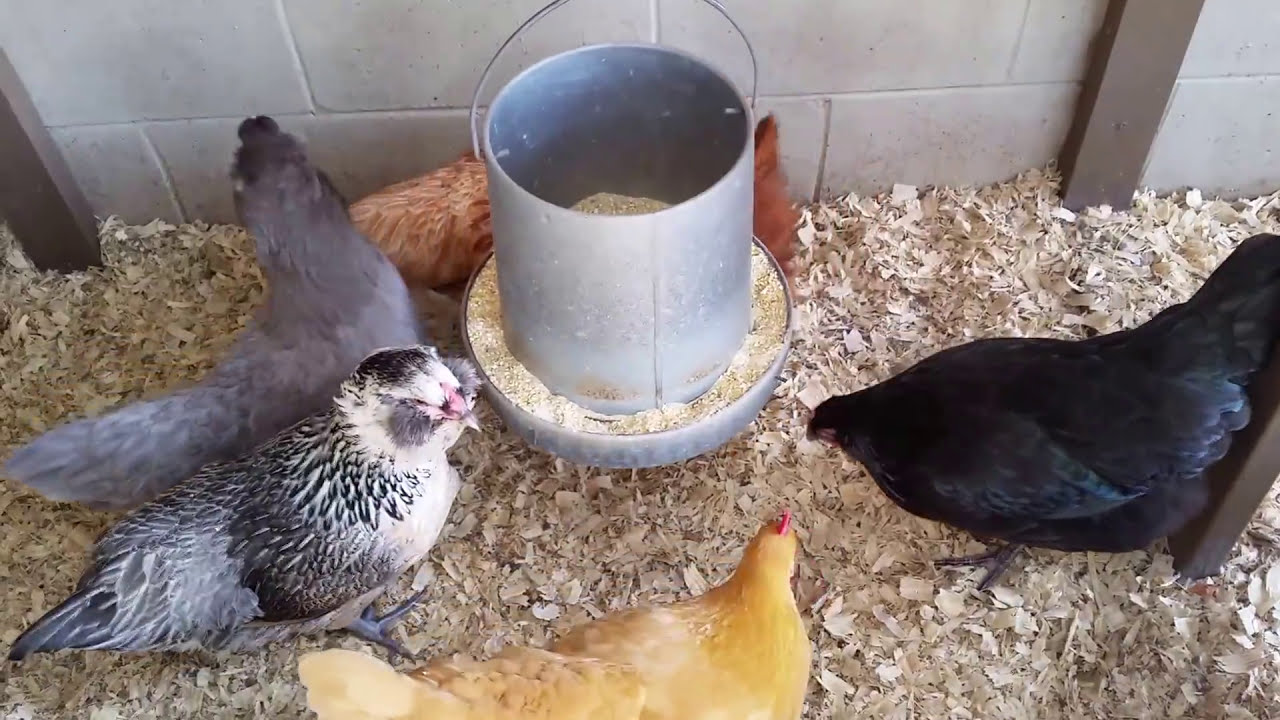 Chickens are 6 Months Old. Is it Time to Expect Eggs?