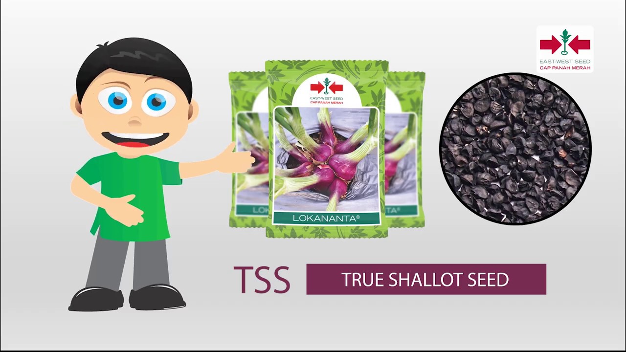 True Shallot Seed (TSS) / Bawang Merah Biji dari Cap Panah Merah