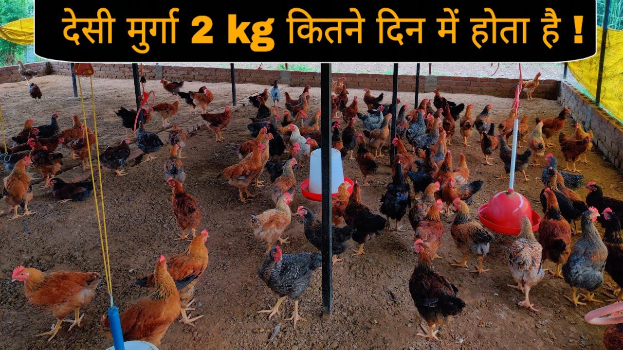 देसी मुर्गा 2 kg कितने दिन में होता है और दाना खिलाने का तरीका।