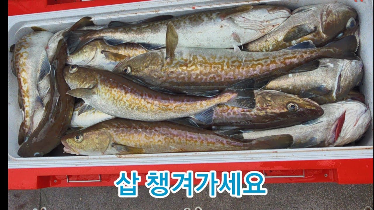 [대구지깅] 또잡았나?! 이번엔 왕돌초 (with 영덕 인스타피싱)