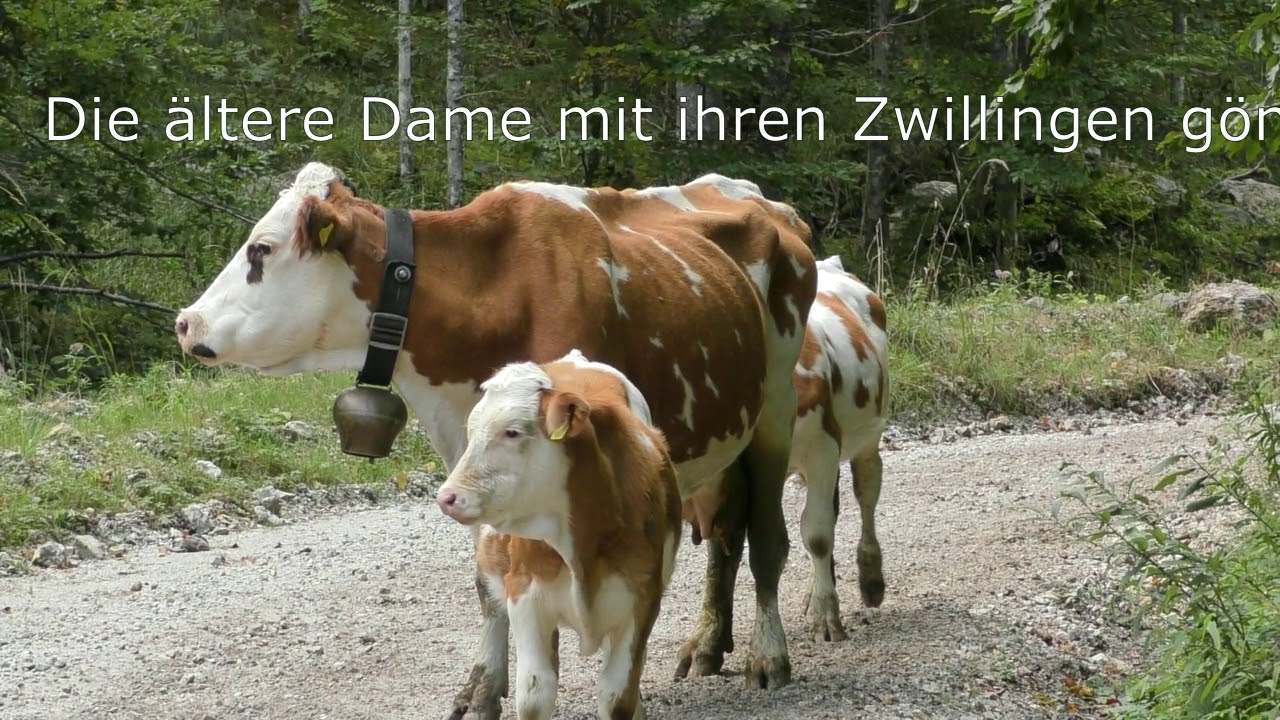 Almabtrieb Staritze!