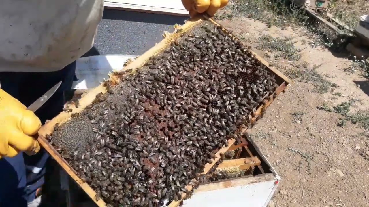 10 Kilo Bal Veren Çok Zayıf Arımız.
