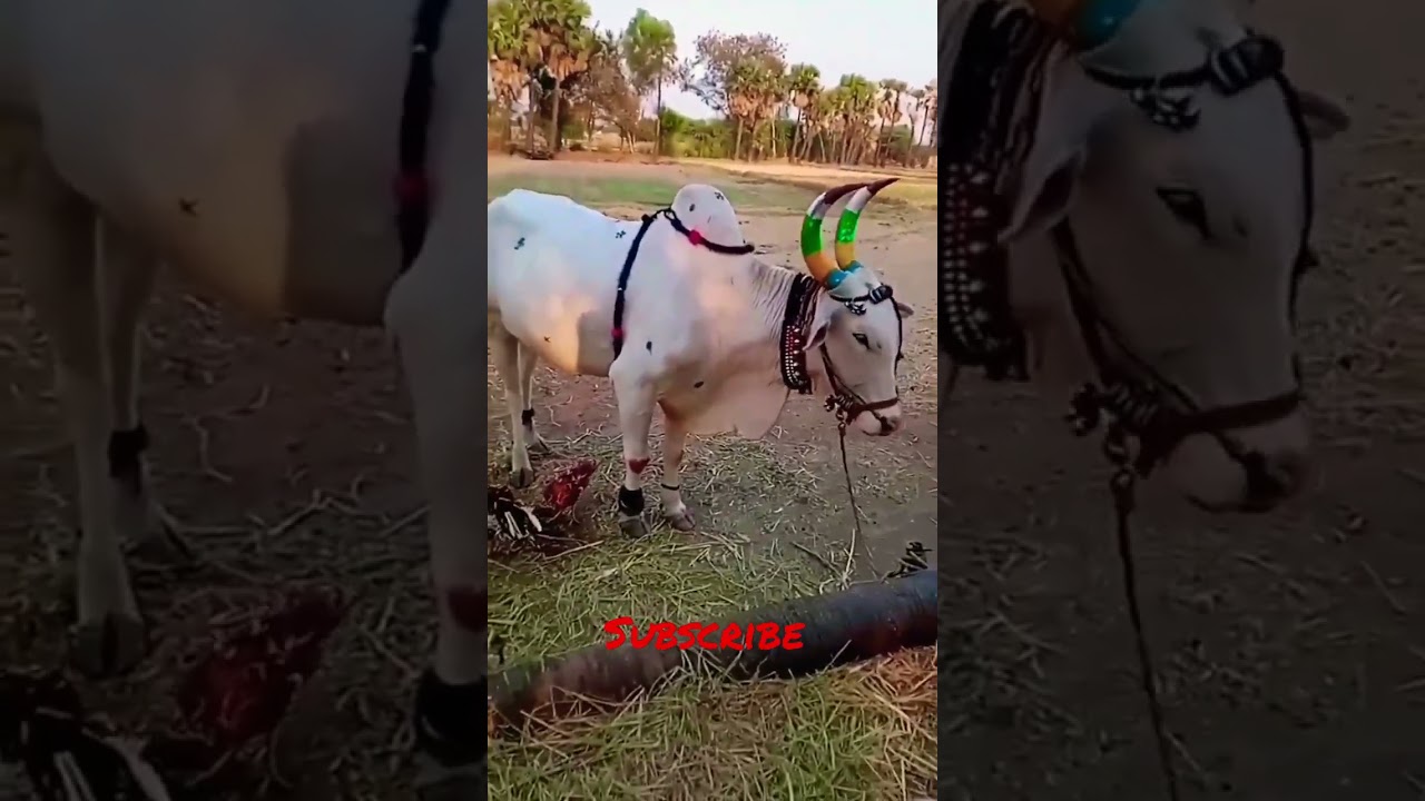 very powerful killer Bulls 💥💯💥💥