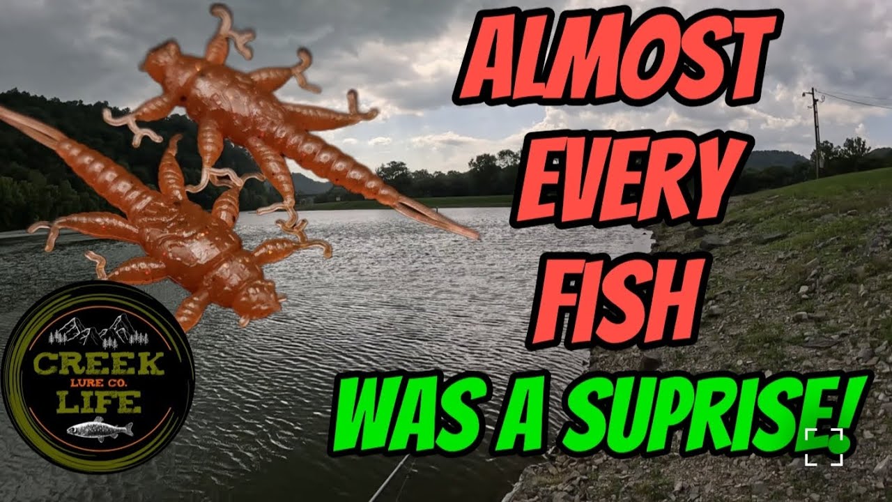 Multi species ultralight bank fishing!