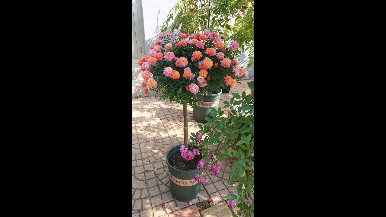 Easy way to graft tree rose