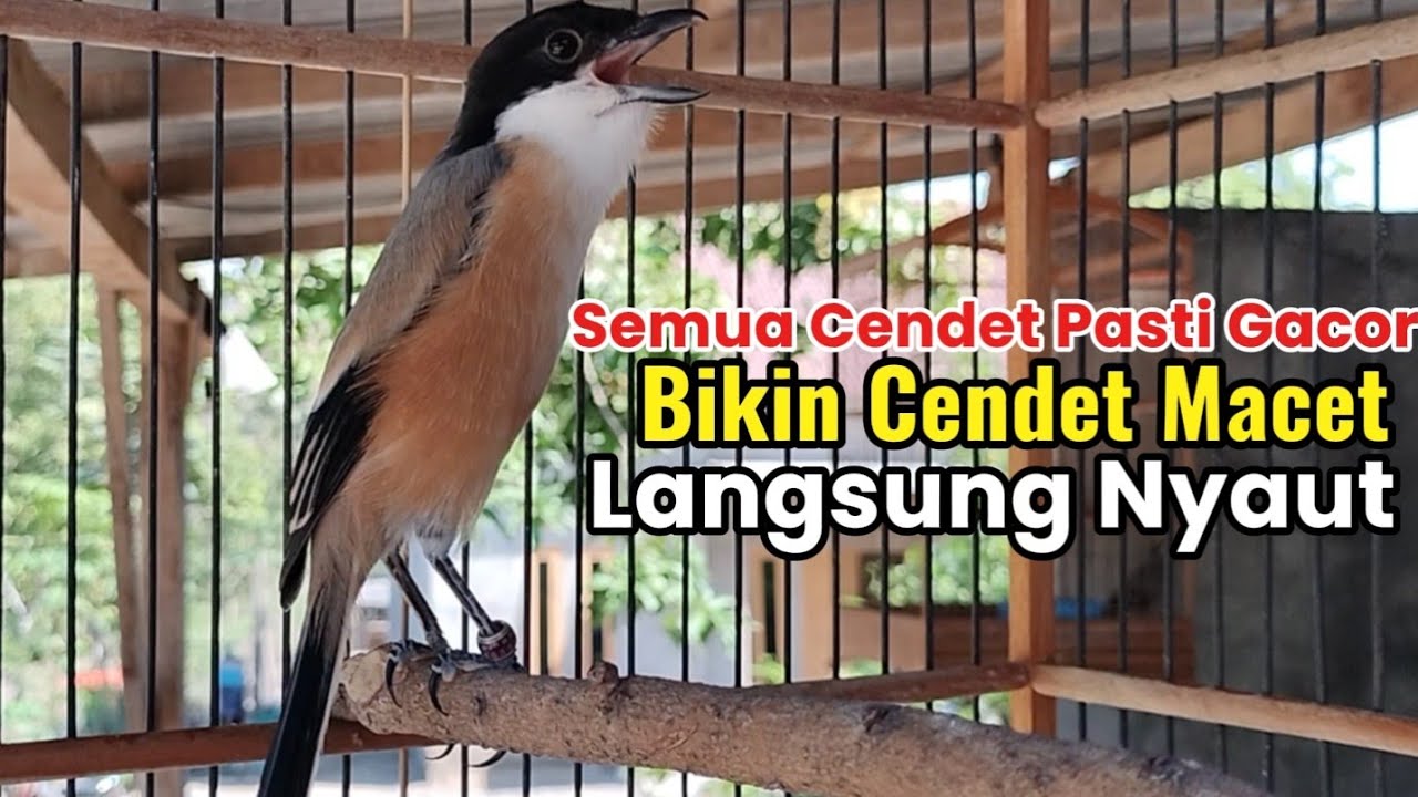 burung Cendet Gacor EMOSI AMPUH buat PANCINGAN CENDET AGAR BUNYI bikin BURUNG PENTET GACOR AKTIF