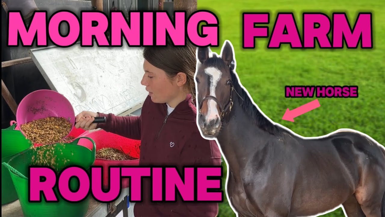 MORNING FARM ROUTINE | MY NEW HORSE