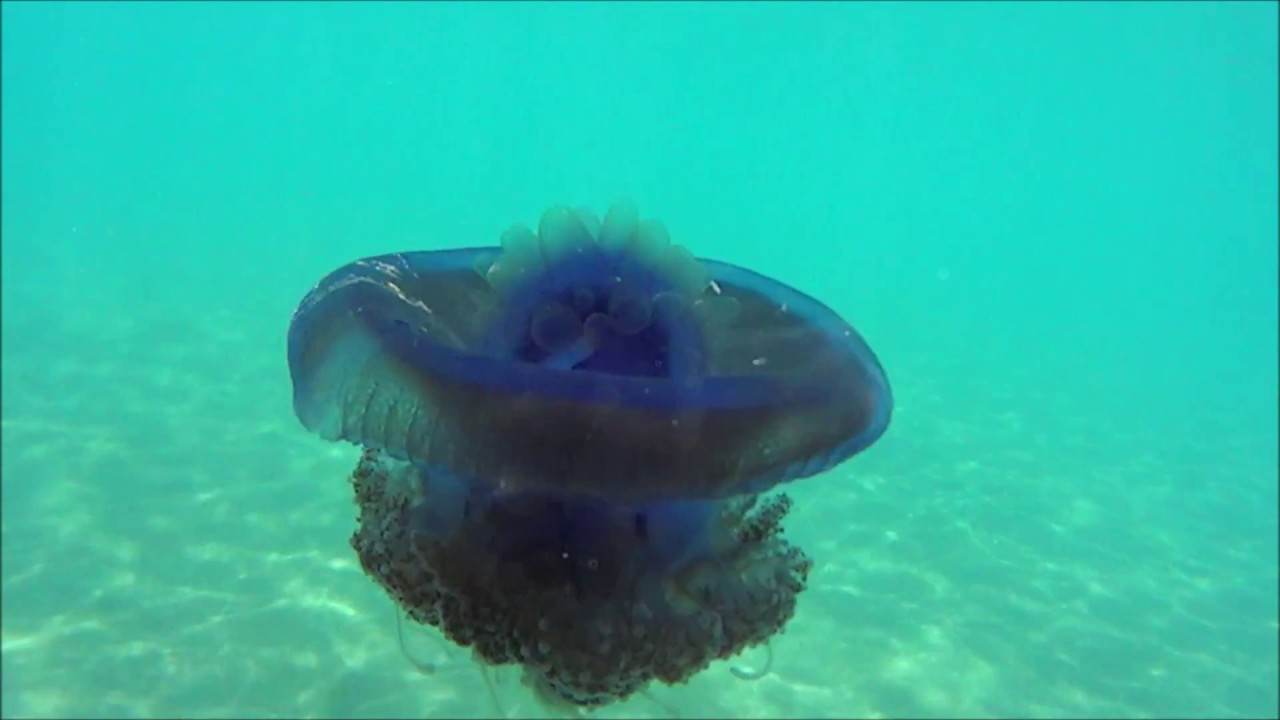 Meduza, медуза, medusa, meduze, jellyfish swimming in the Red Sea.