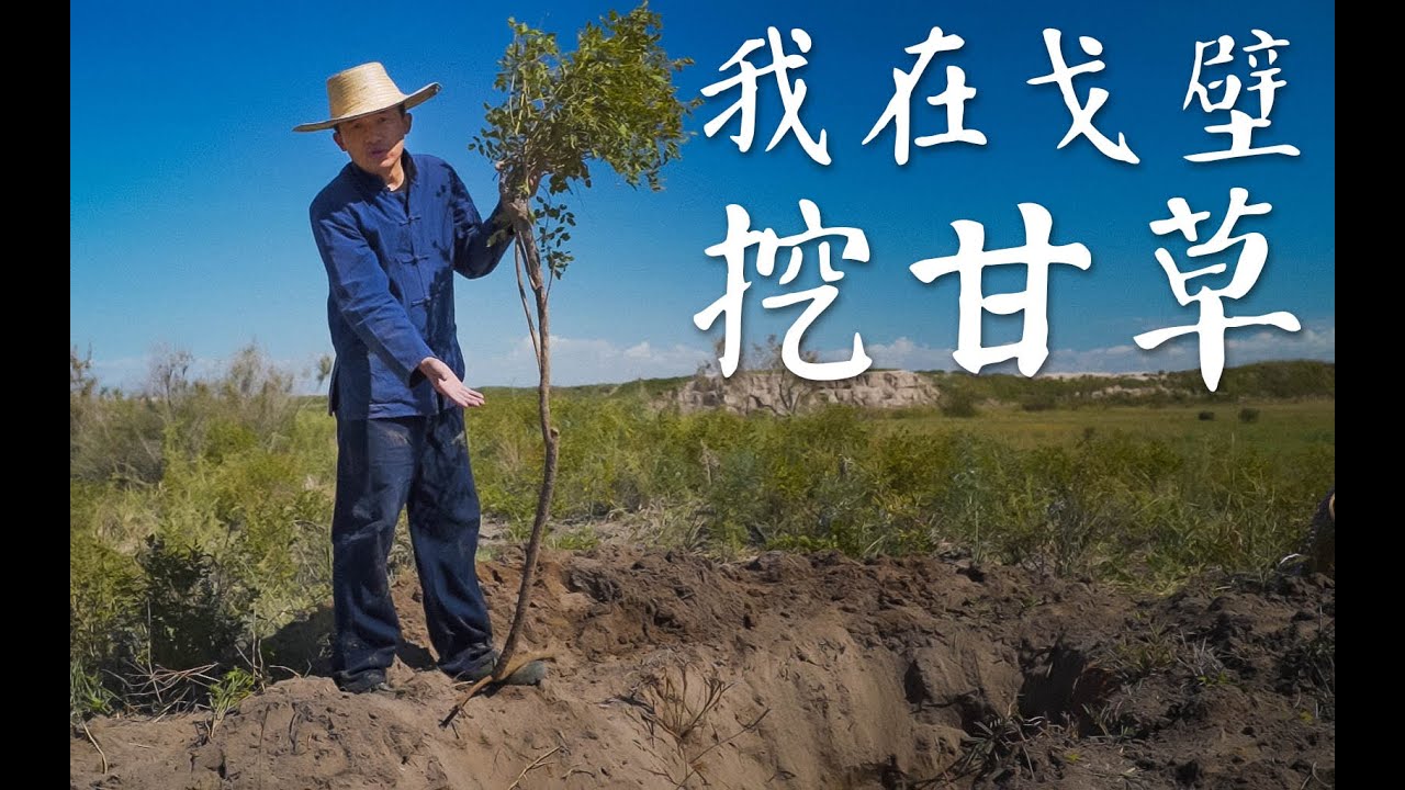 Digging the king of Chinese medicine - licorice 我在茫茫的西北荒凉的戈壁滩上采挖中药材-甘草