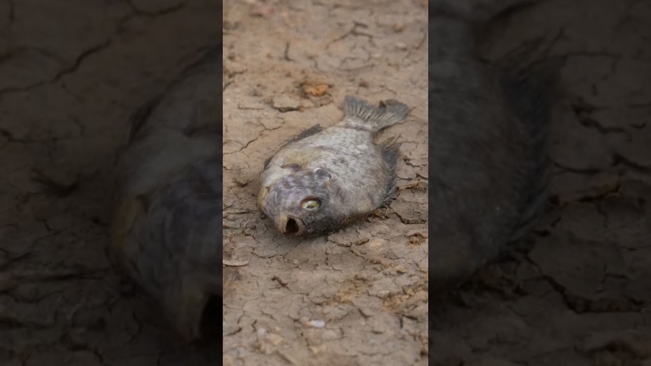 Ukraine's Flooded Kherson Region Struggles After Dam Collapse