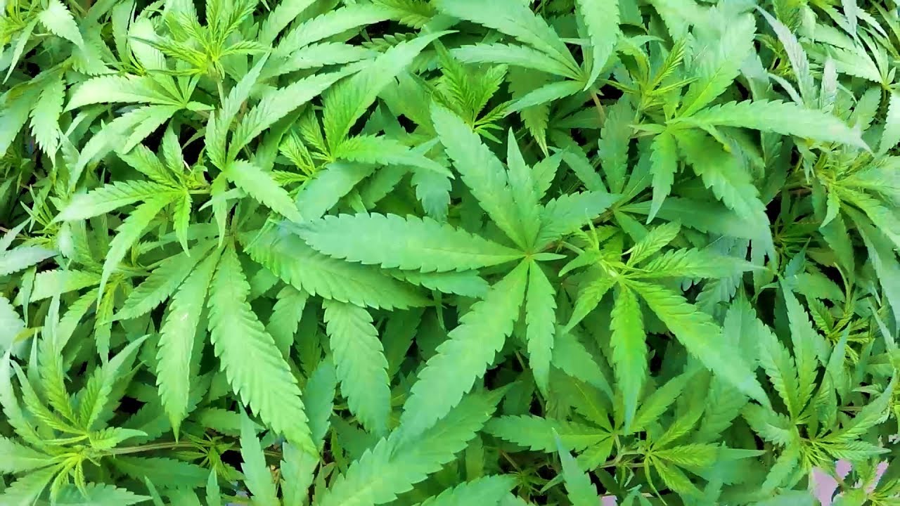 Canada's Cannabis Capital | On Drugs