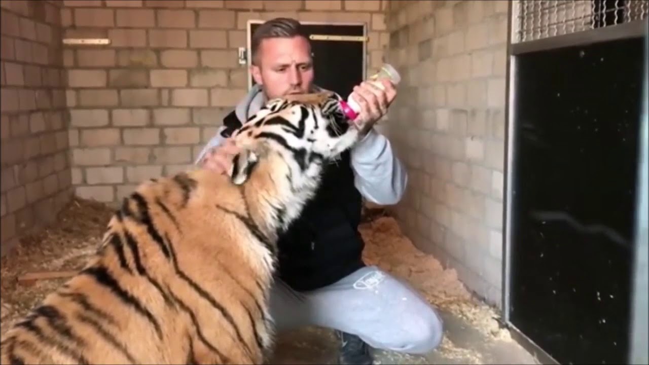 Konta K spielt mit Tiger