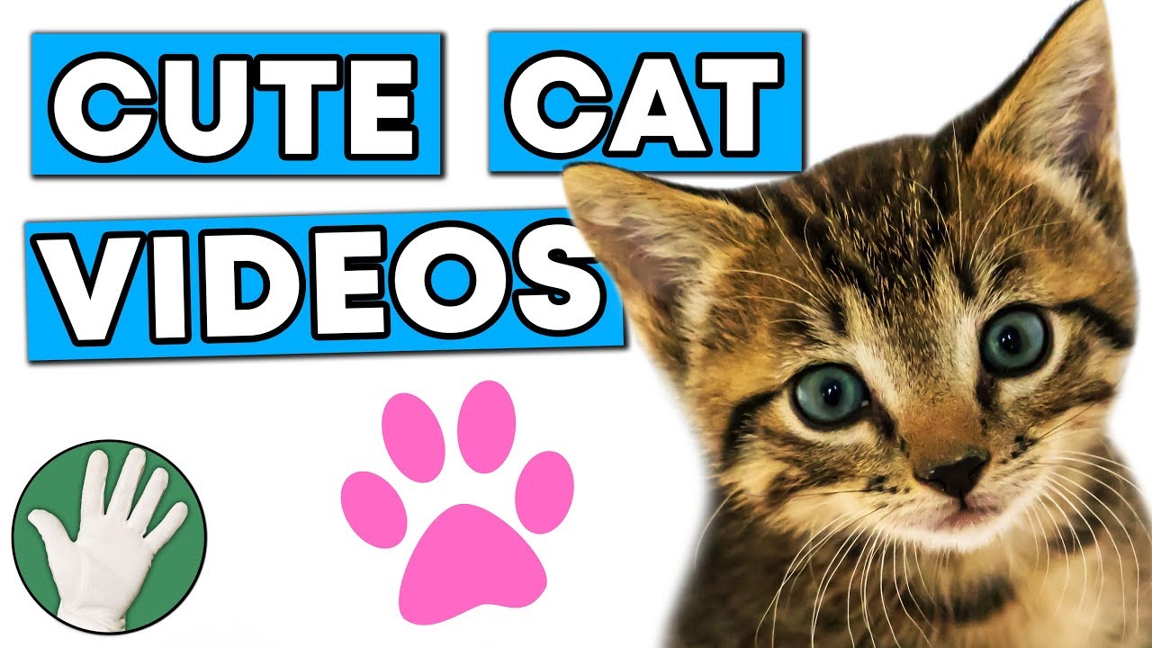Cute Cat Videos - Objectivity 186