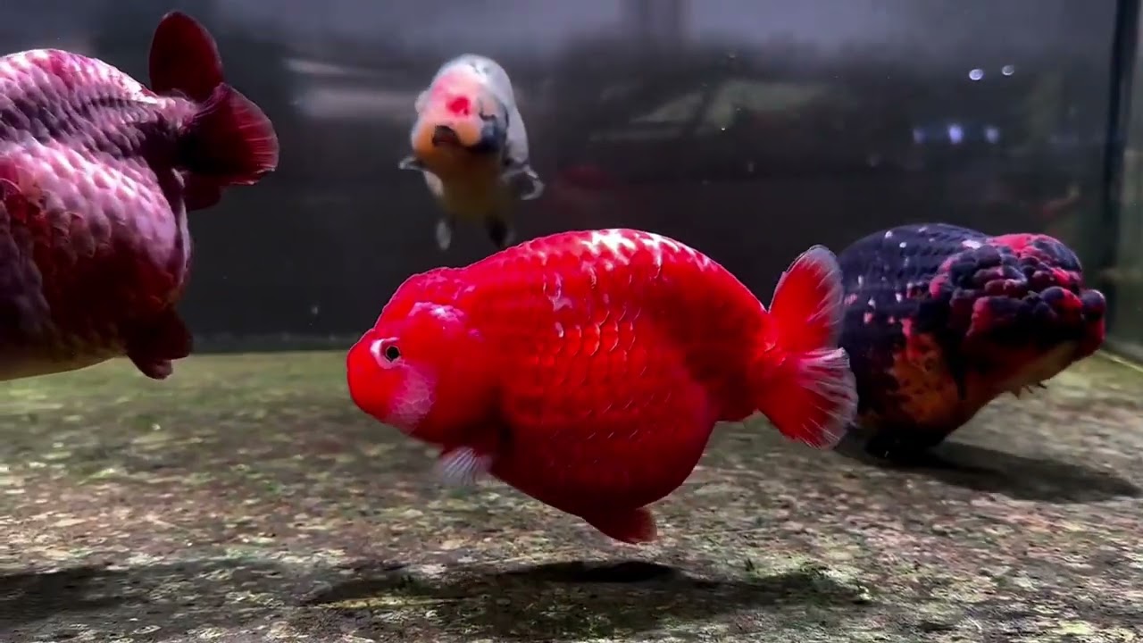 [4K UHD] 🐟 Ranchu Goldfish Lifestyle: Calm and Serene