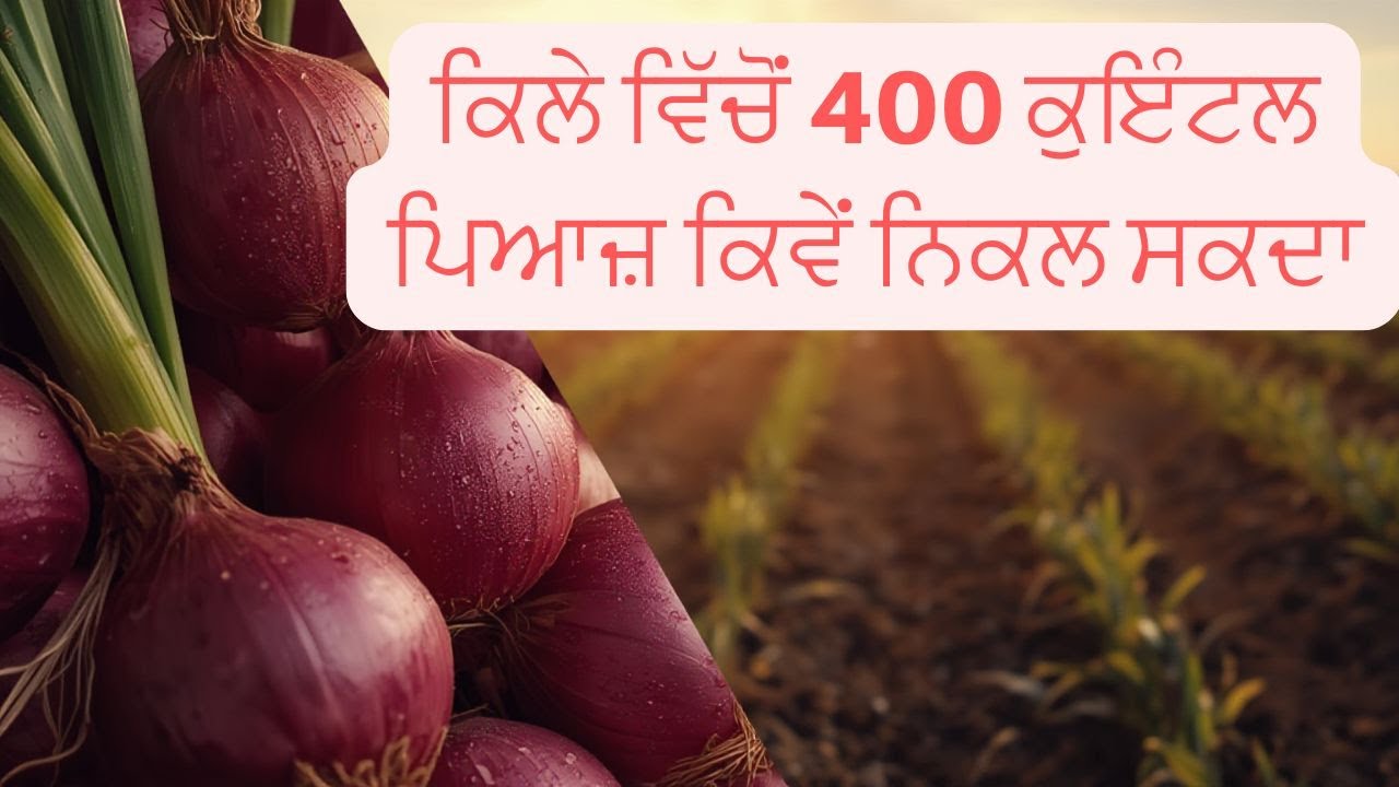 1 ਕਿੱਲੇ 'ਚੋਂ 400 ਕੁਇੰਟਲ ਪਿਆਜ਼ ਲੈਣ ਲਈ ਲਵਾਈ ਕਿਵੇਂ ਕਰੀਏ? | Onion Farming Technique 