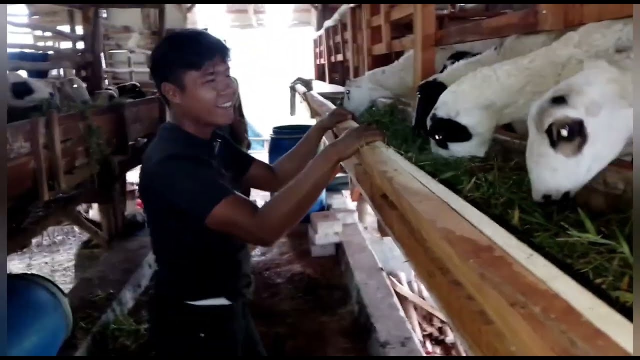 BIBIT SUPER DARAAN BIG KE KALIWEDI CIREBON