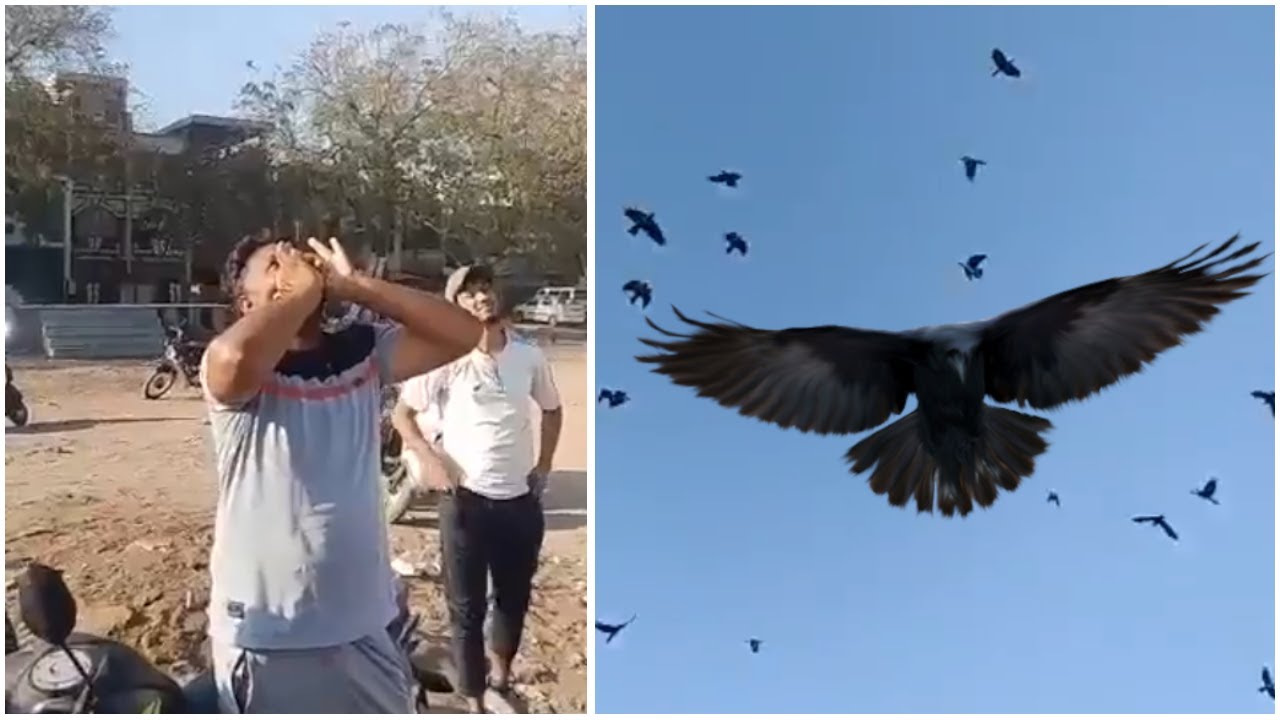 ¡INCREÍBLE! Hombre LLAMA A LOS CUERVOS imitando su SONIDO