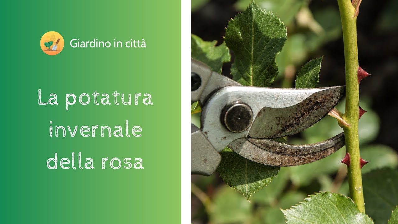 Come potare una rosa - Potatura invernale
