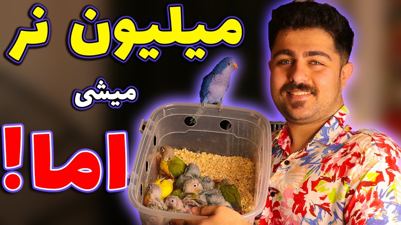 درآمد پرورش دهنده های طوطی چقدر است؟ + چالش ها