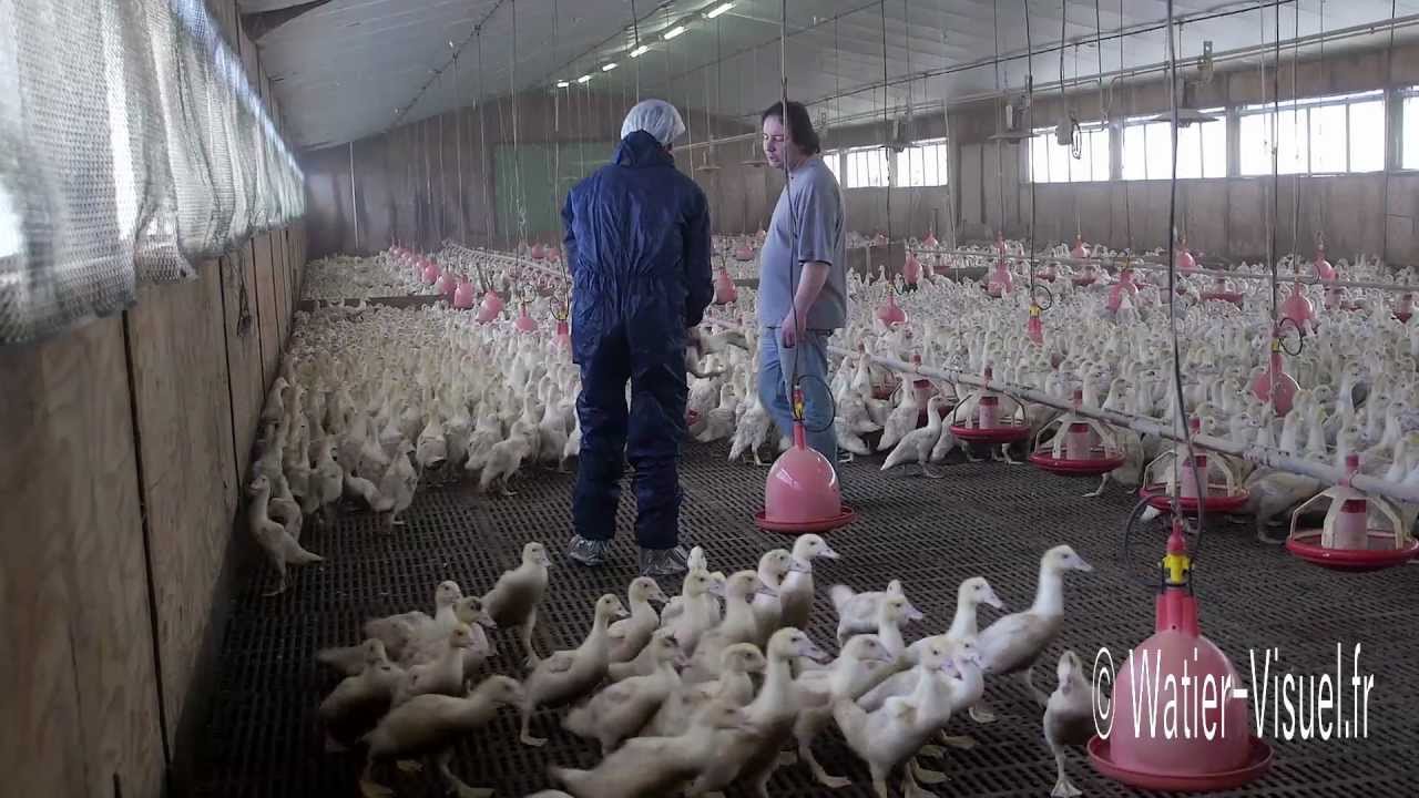 Canards âgés de six semaines dans un élevage industriel