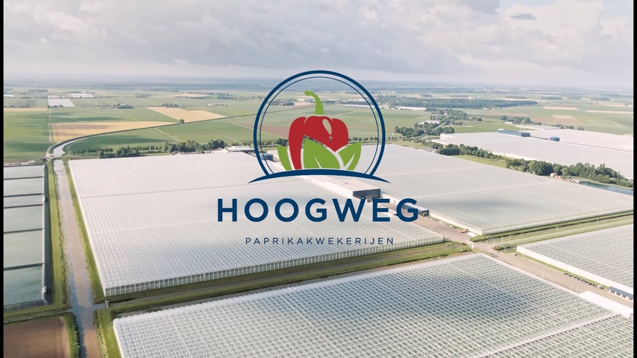 Hoogweg Paprikakwekerijen - bedrijfsvideo