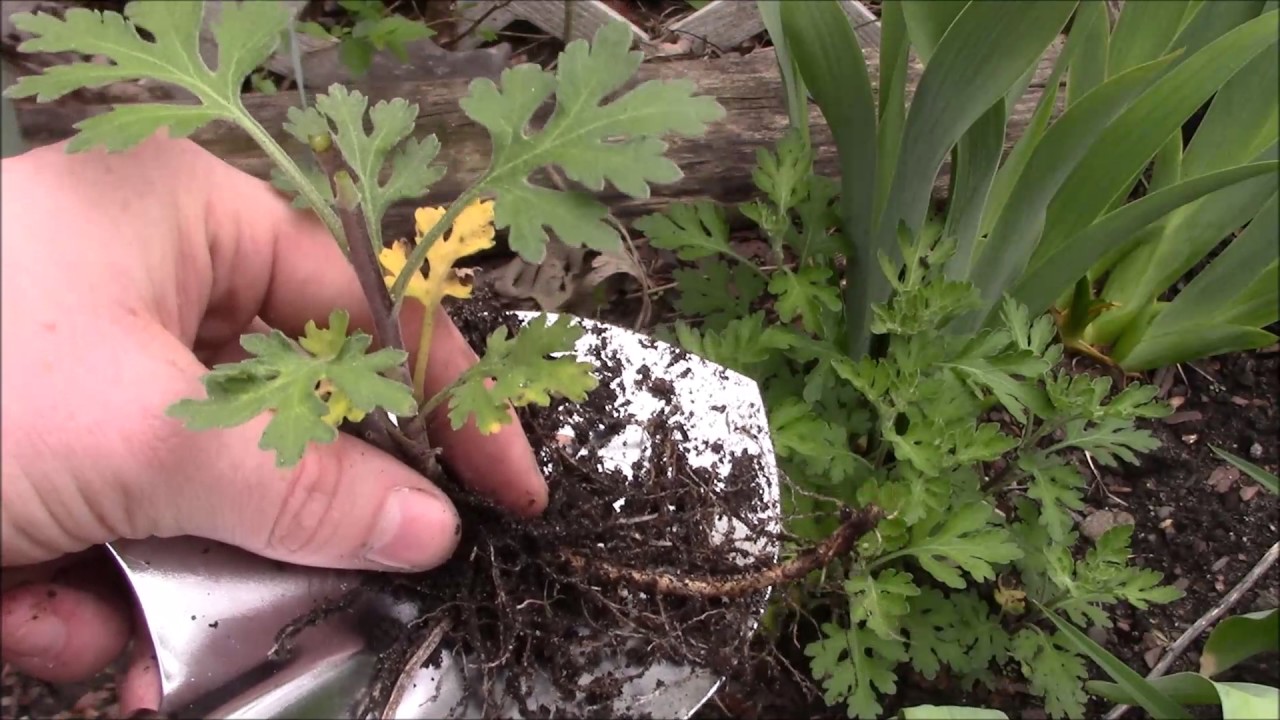 Dividing Chrysanthemums
