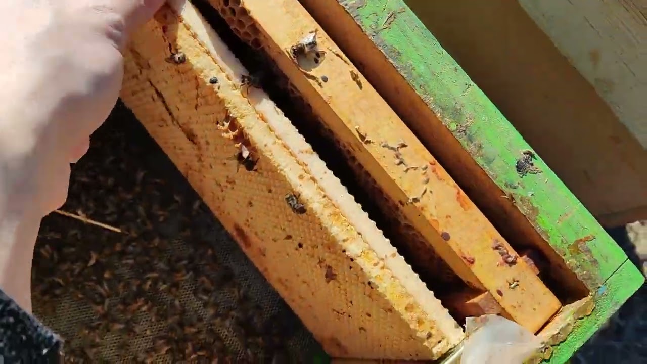 Mortalitate albine - NU lipsa mâncării a fost cauza, așa cum am fost 