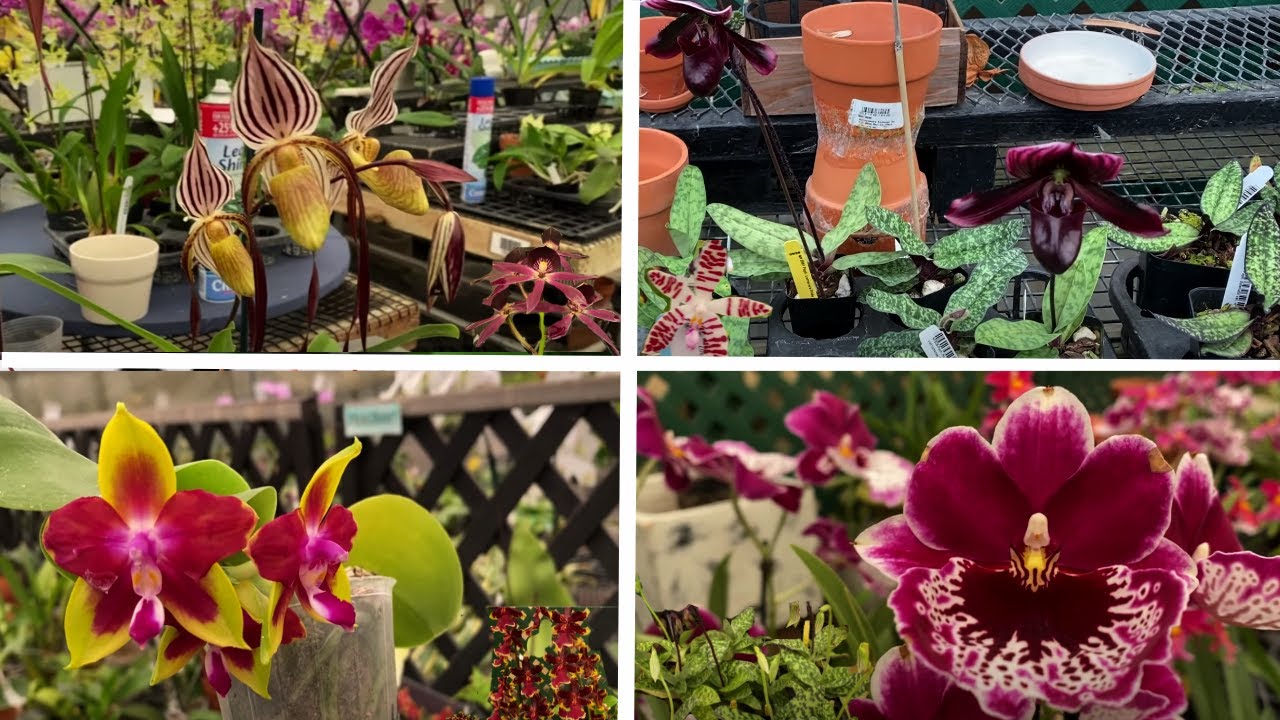 Rare & Exotic Orchids Plant Shopping