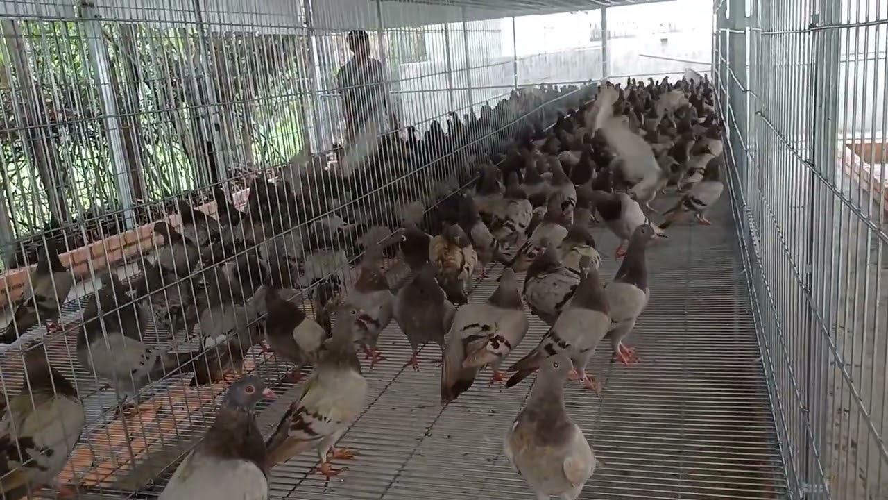 Ráp 3trai bồ câu trong một ngày sứt hút từ niềm tin. Trại Thế phong 0978455670.