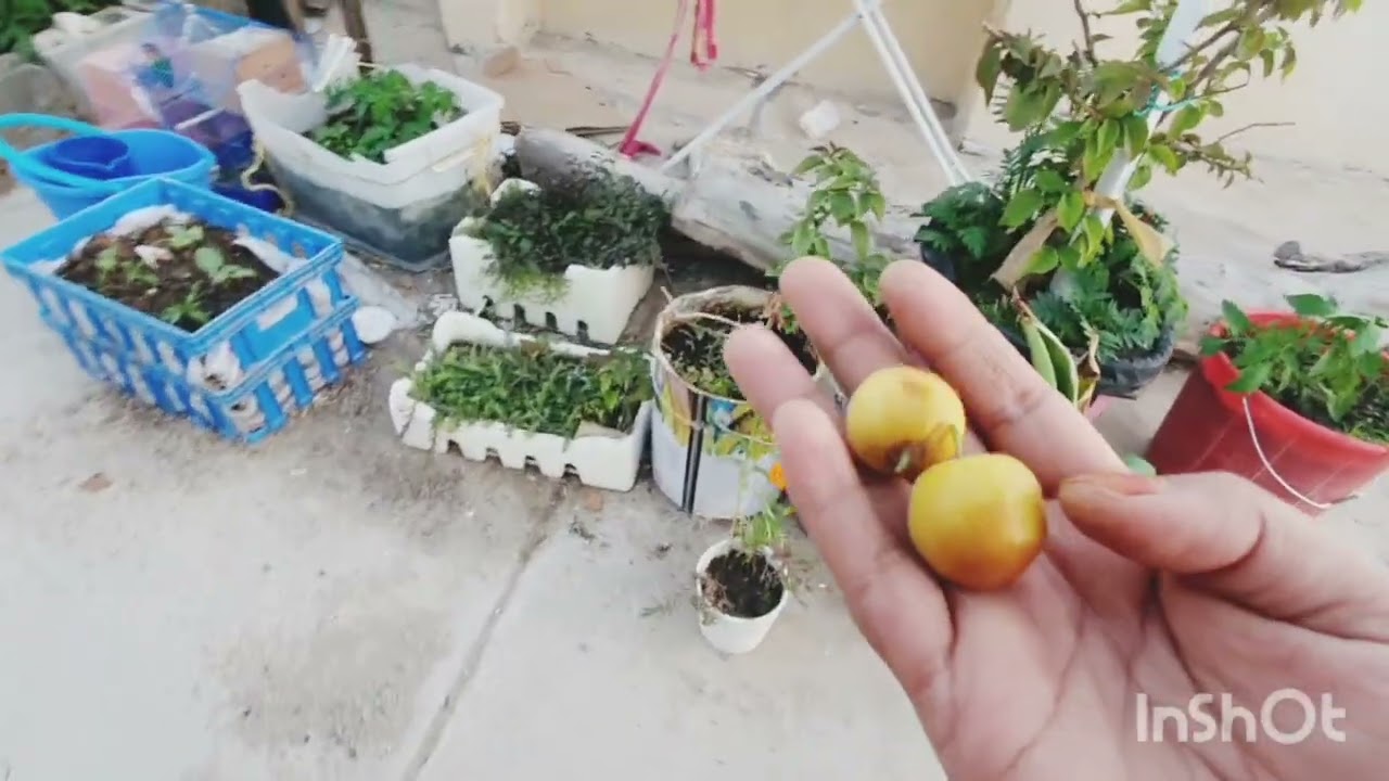 আজকে কেত তেকে||অনেক শাক তুলেচি🥬🌿Today, I will pick a lot of vegetables🥬🌿