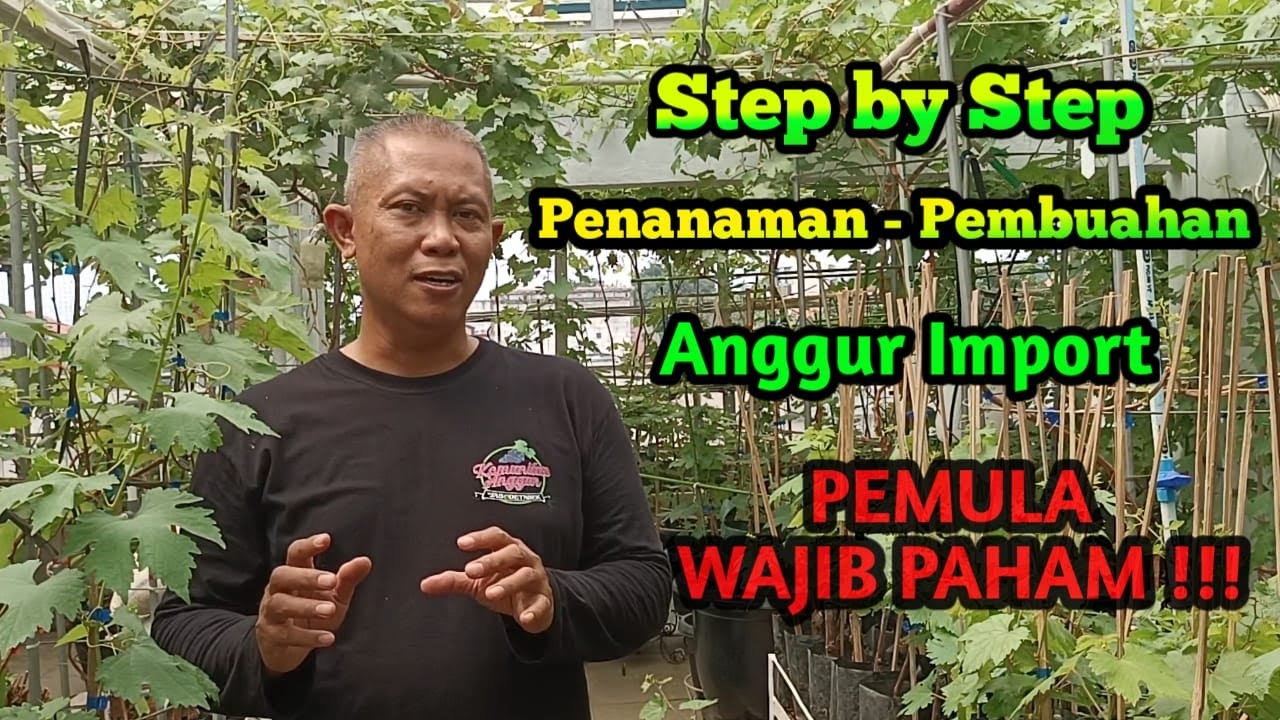 CARA MUDAH MENANAM ANGGUR BAGI PEMULA !!!! #stepbystep #tipsandtricks