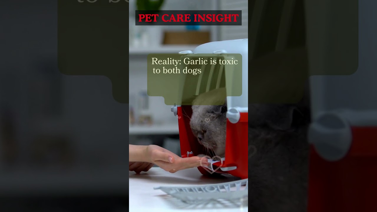 Pet Care Myth: Garlic is Safe for Your Furry Friend 🐶🚫