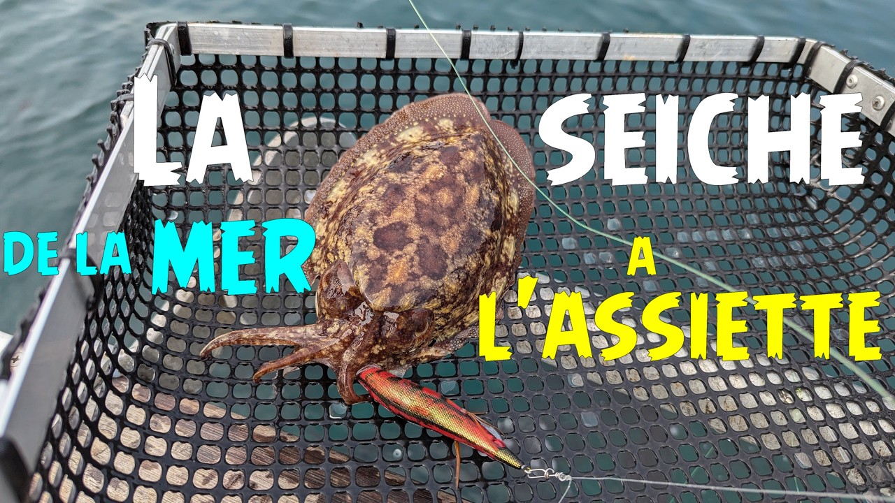 pêche de la seiche facile : De la mer à l’assiette