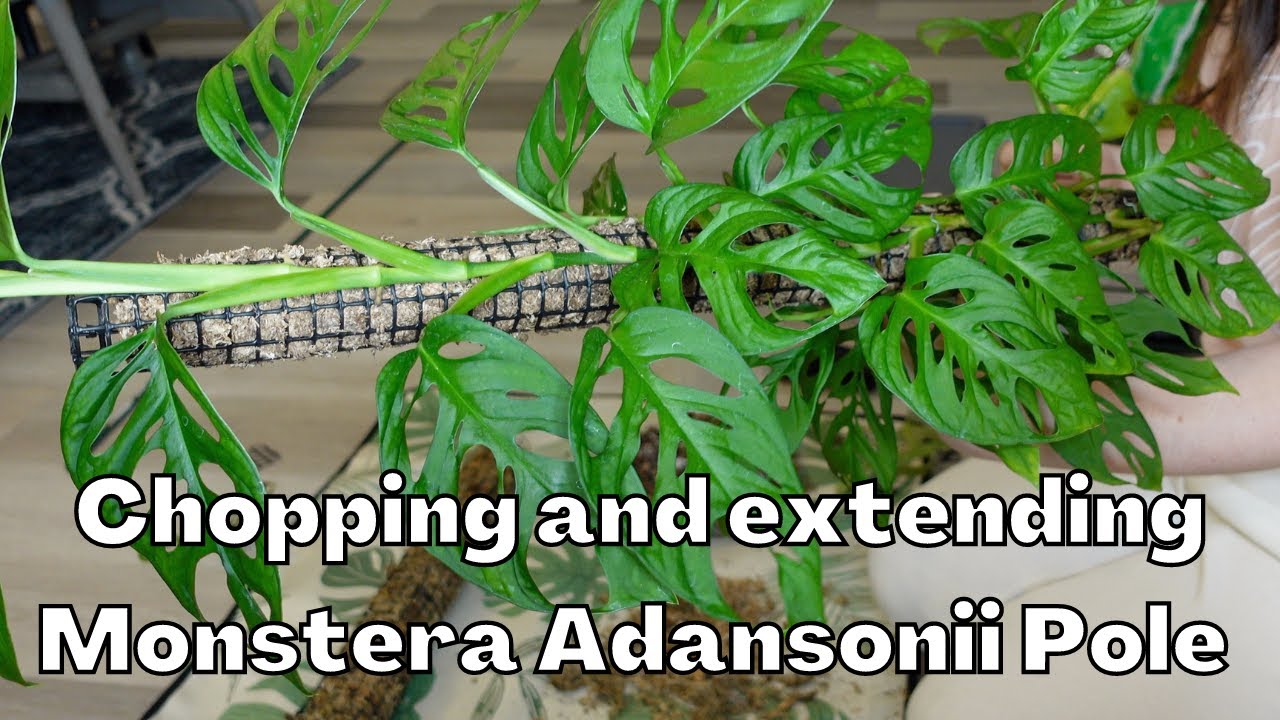 Chopping & Extending my Monstera Adansonii Moss Pole | Transferring from Plastic to Wire