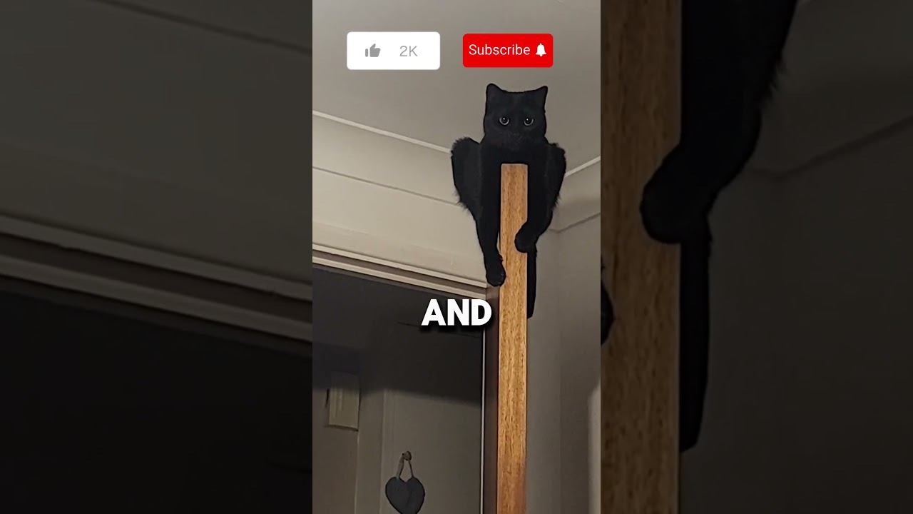🐾 Чёрный кот: ФАКТ или ВЫМЫСЕЛ? 🐱 #кошки