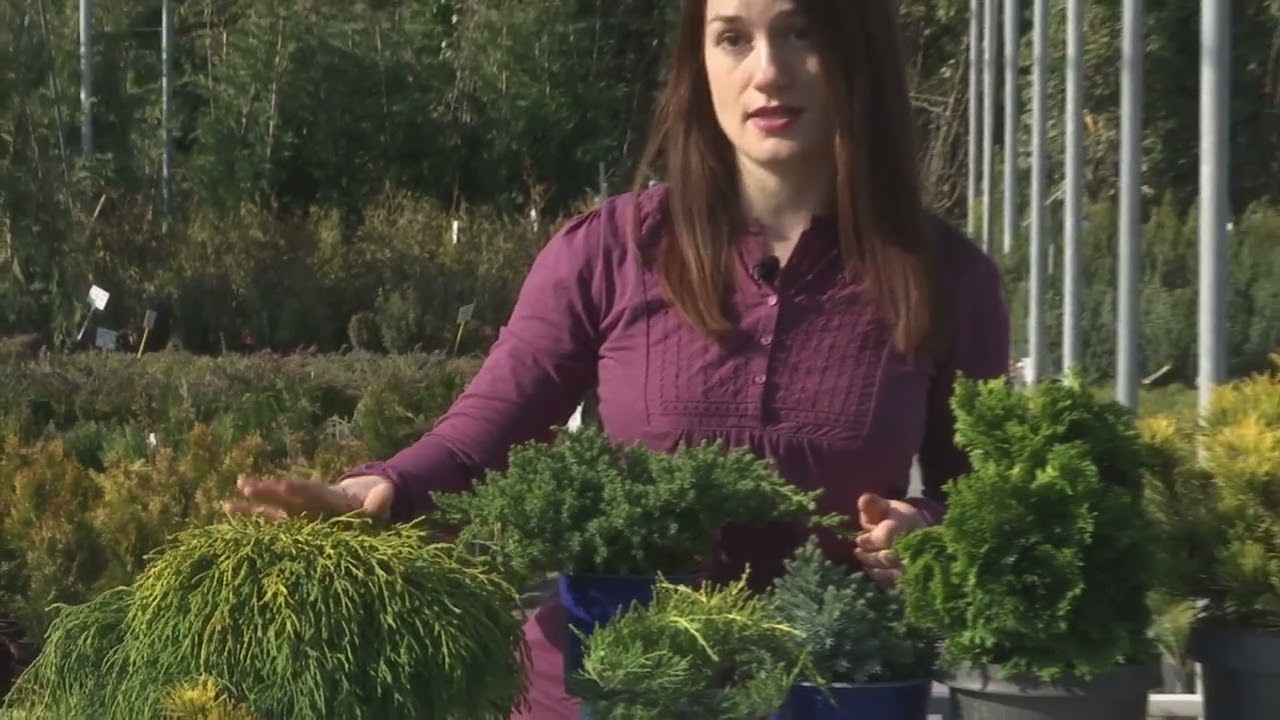 RTS JUTARNJI PROGRAM - Ritam vrta - Patuljasti četinari u dvori&scaron;tu